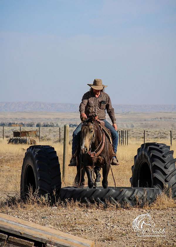 buckskin-all-around-horse