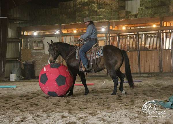 husband-safe-quarter-horse