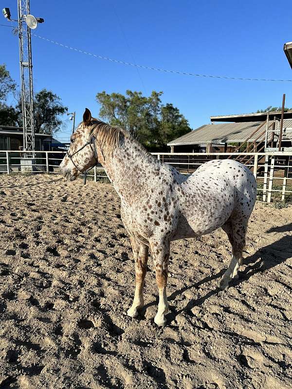 brown-spots-horse