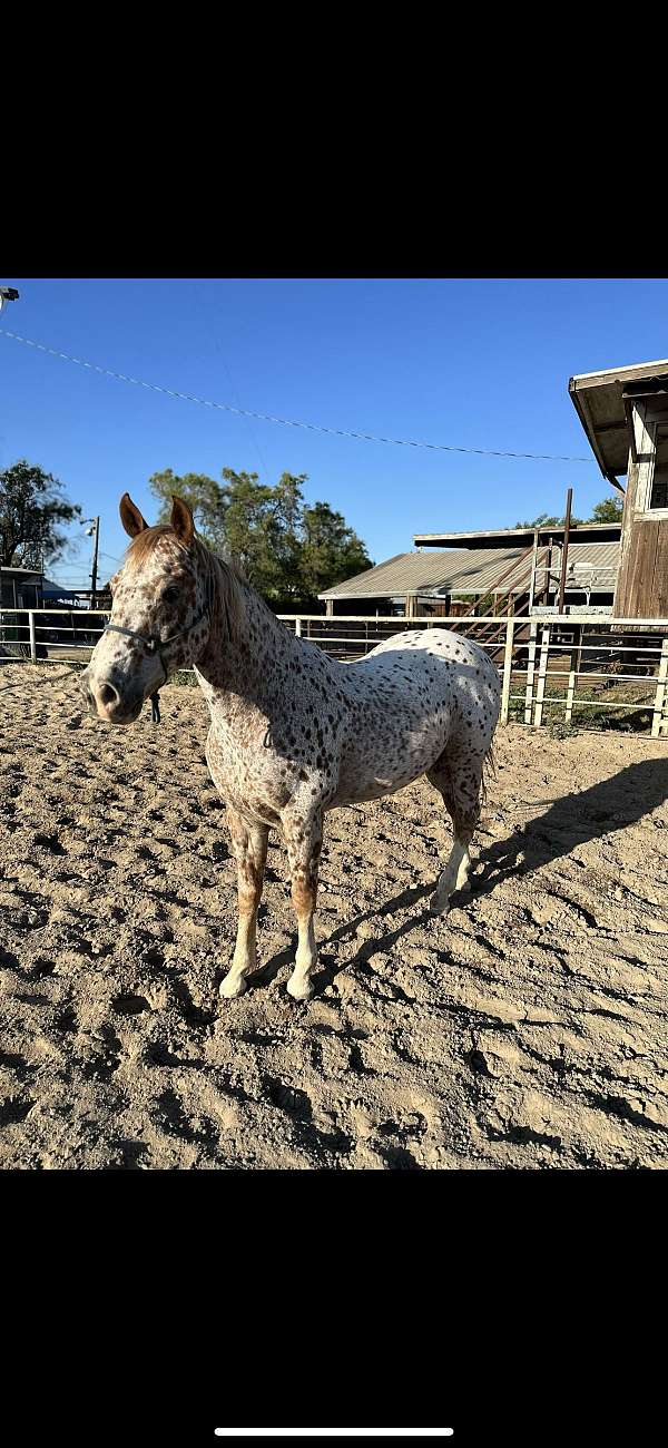 white-brown-spots-horse