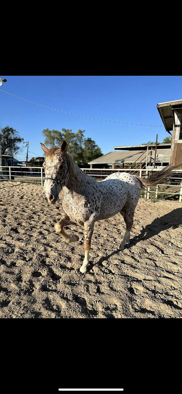 athletic-appaloosa-horse