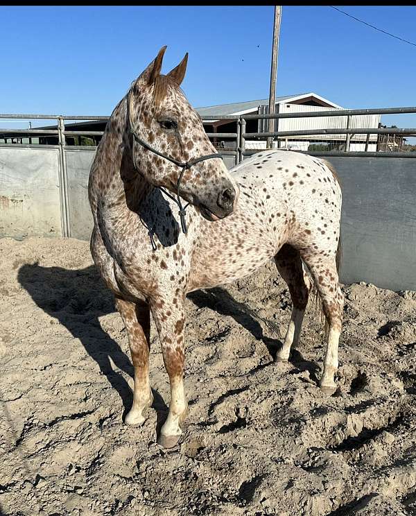 parade-appaloosa-horse