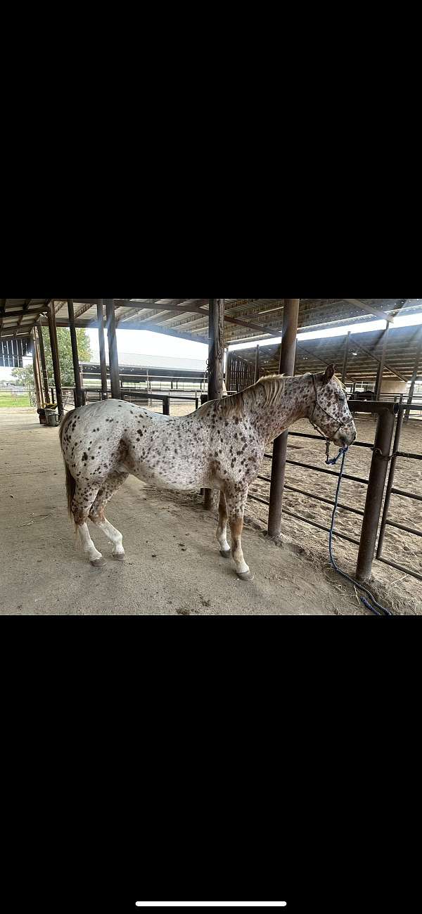 ranch-appaloosa-horse