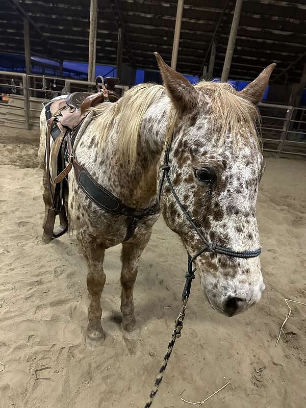 ranch-versatility-appaloosa-horse