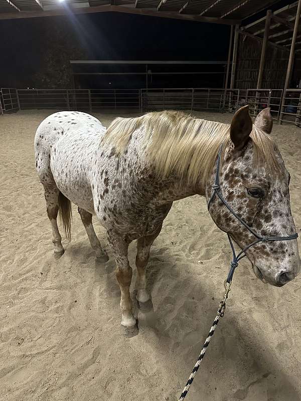 ridden-western-appaloosa-horse