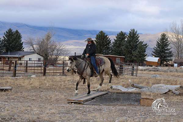 husband-safe-quarter-horse