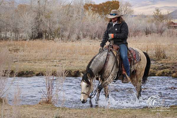 ranch-versatility-quarter-horse