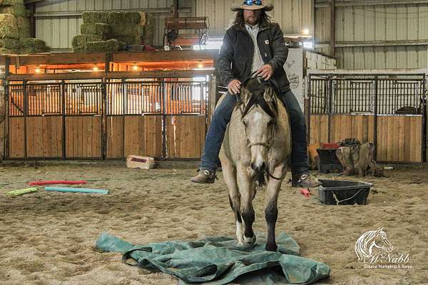 roping-quarter-horse