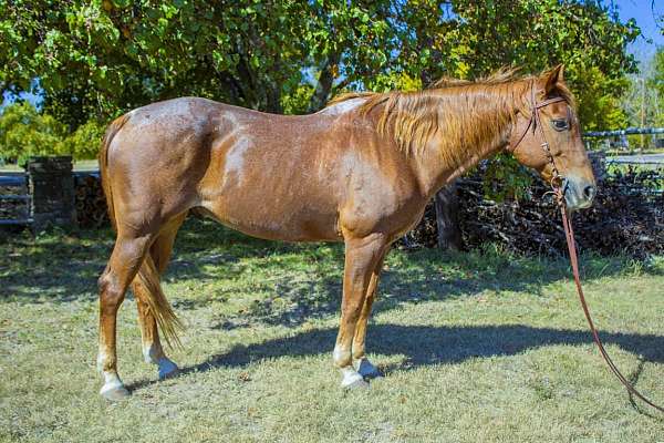 red-roan-see-pics-horse