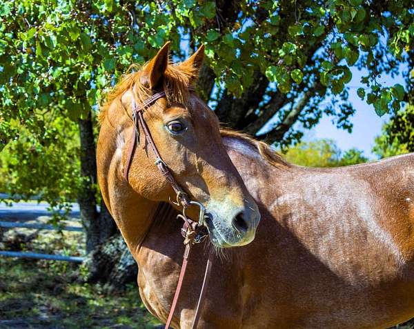 family-quarter-horse