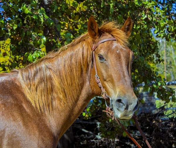 trail-quarter-horse