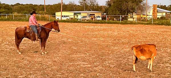 all-around-quarter-horse