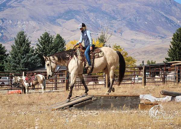 cowboy-mounted-shooting-draft-horse