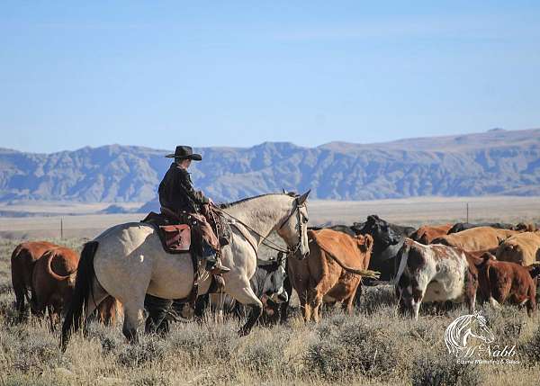 cross-draft-horse