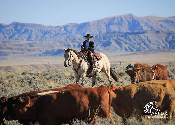 draft-horse