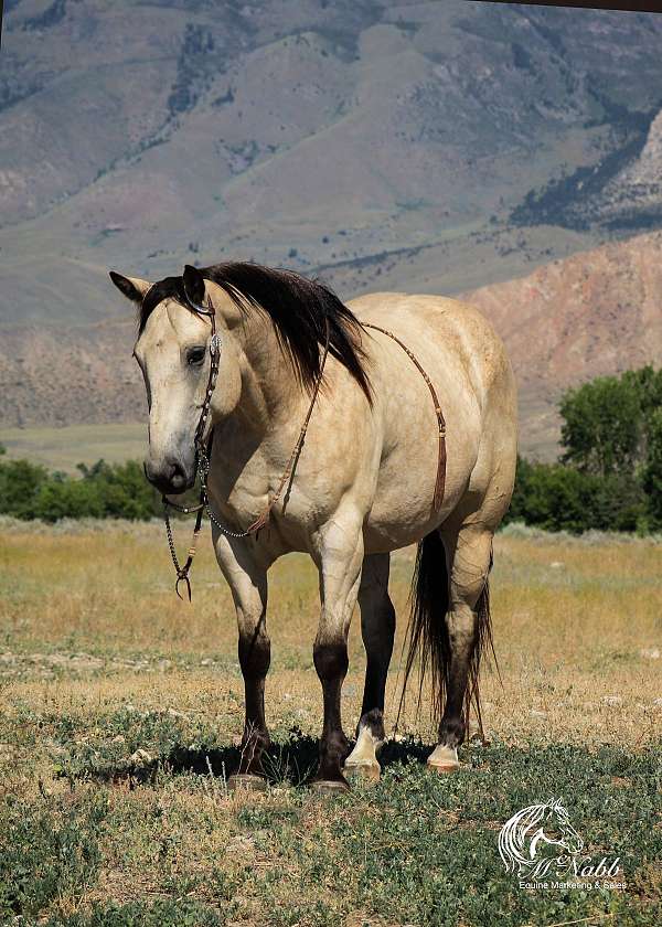 flashy-draft-horse