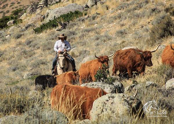 husband-safe-draft-horse