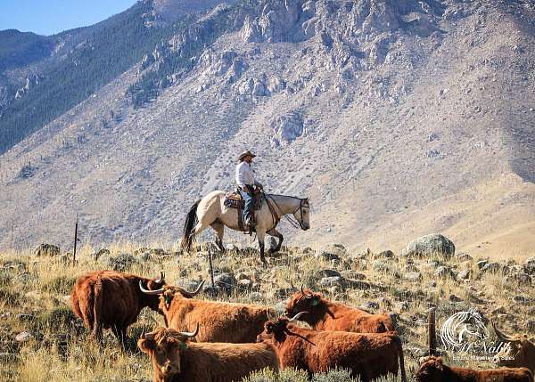 kid-safe-draft-horse