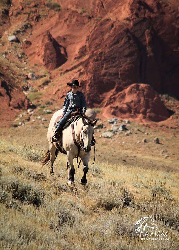 performance-draft-horse