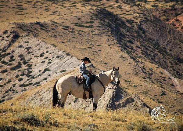 ranch-versatility-draft-horse