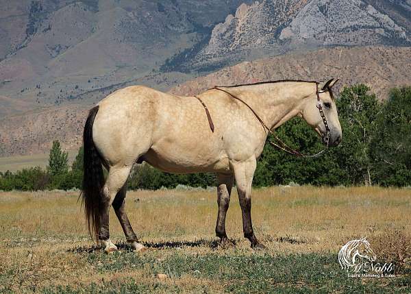 roping-draft-horse