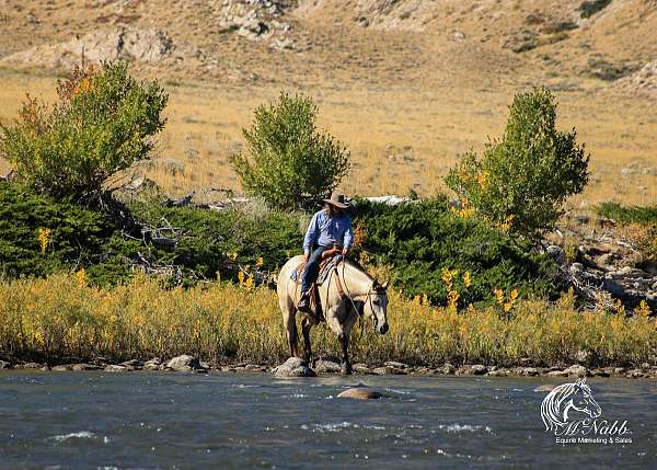 show-draft-horse