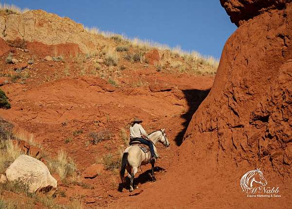 western-riding-draft-horse