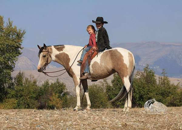 beginner-pinto-horse