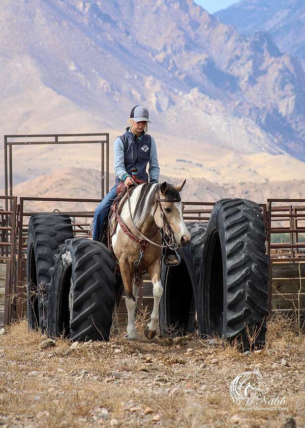 athletic-pinto-horse