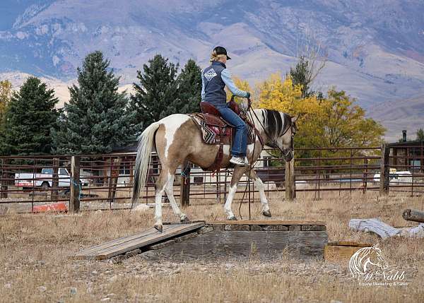 kid-safe-pinto-horse