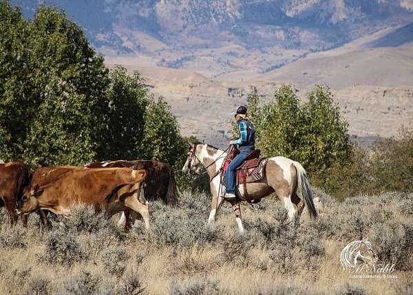 performance-pinto-horse