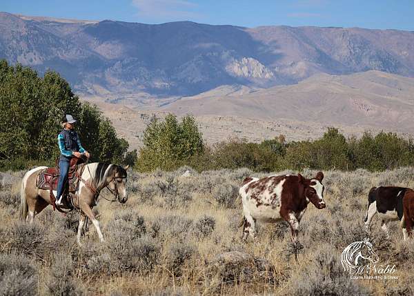 ranch-versatility-pinto-horse