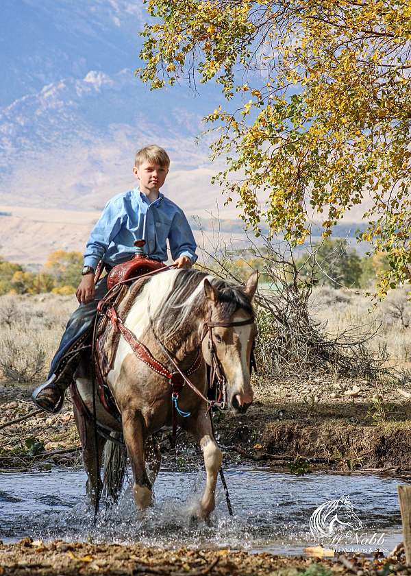 ranch-work-pinto-horse