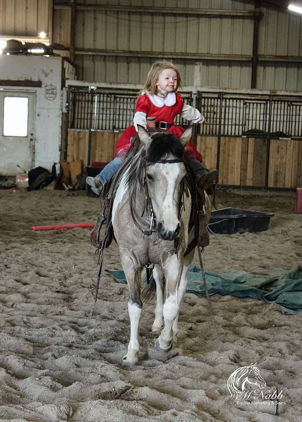 roping-pinto-horse