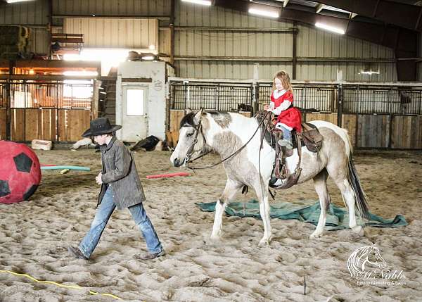 trail-riding-pinto-horse