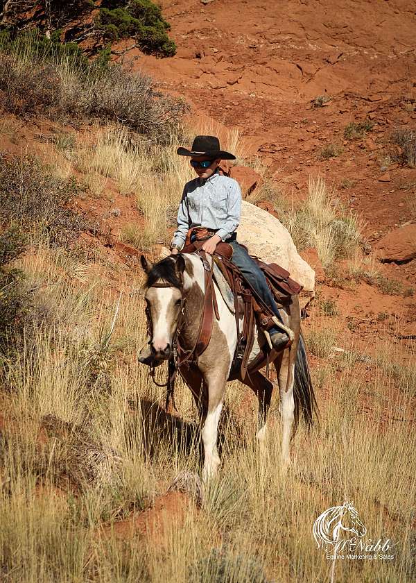 western-riding-pinto-horse