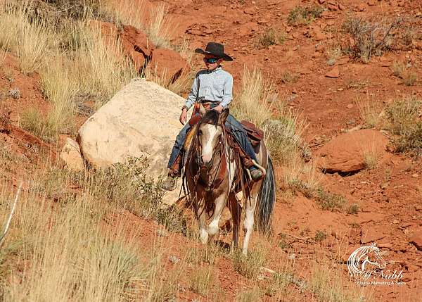 working-cattle-pinto-horse