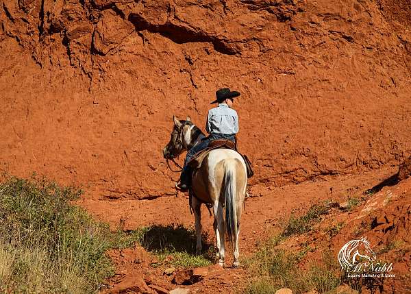 youth-pinto-horse