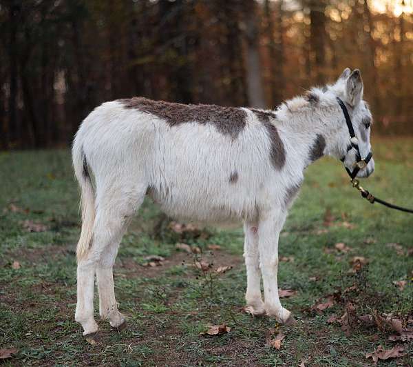 tobiano-donkey-colt