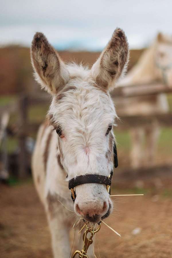 tobiano-companion-donkey