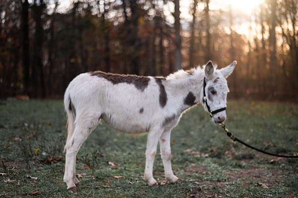 tobiano-flashy-donkey