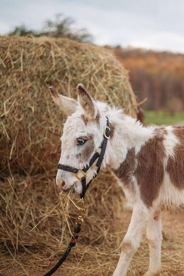 tobiano-harness-donkey