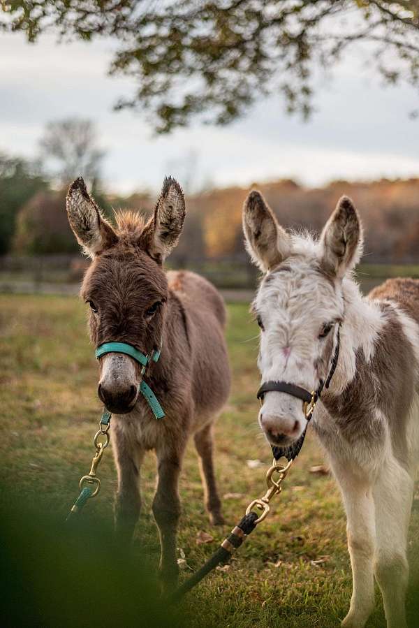 tobiano-pleasure-driving-donkey