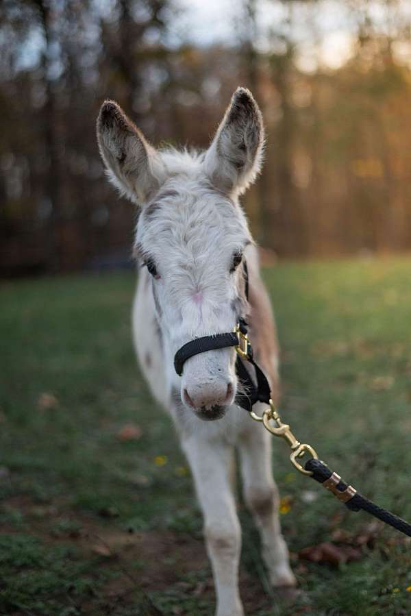 tobiano-project-donkey