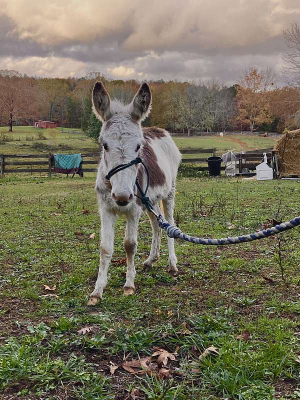 tobiano-therapy-donkey