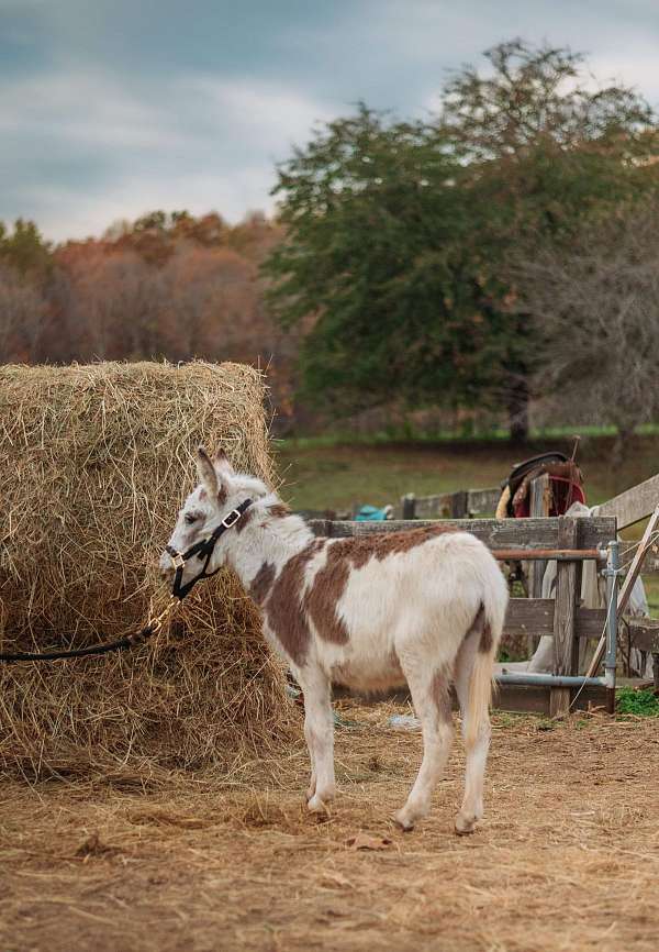 tobiano-trick-donkey