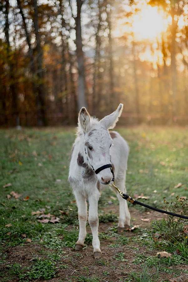 7-hand-tobiano-donkey