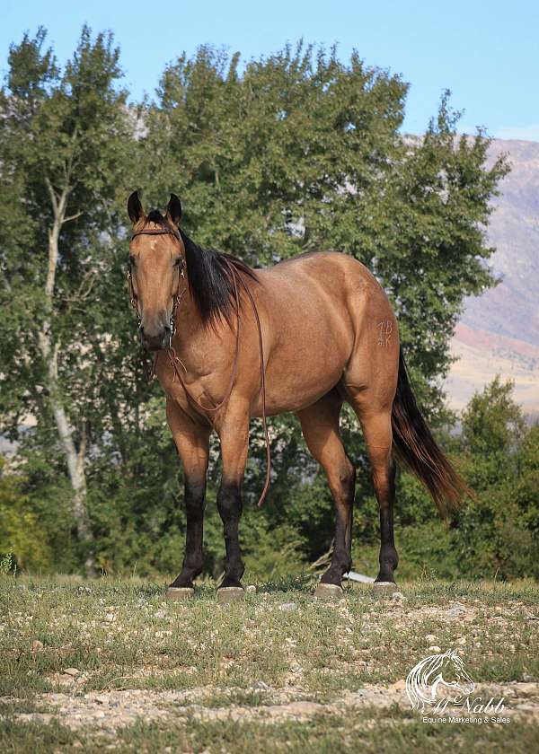 ranch-work-quarter-horse