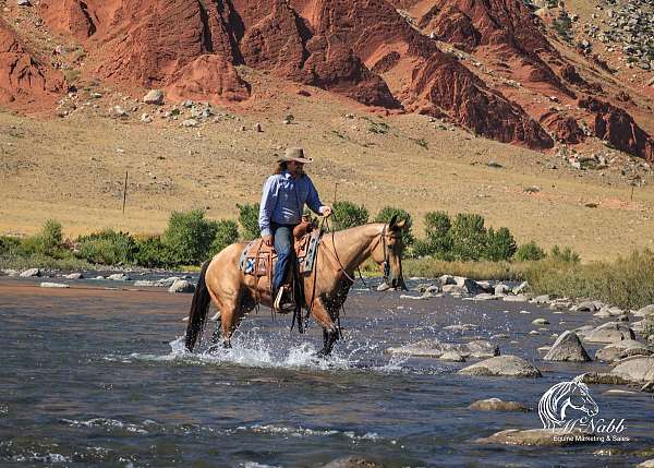 show-quarter-horse