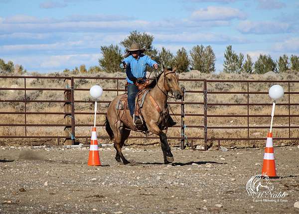 trail-riding-quarter-horse